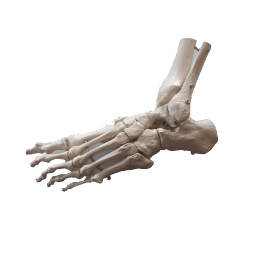 Foot Skeleton